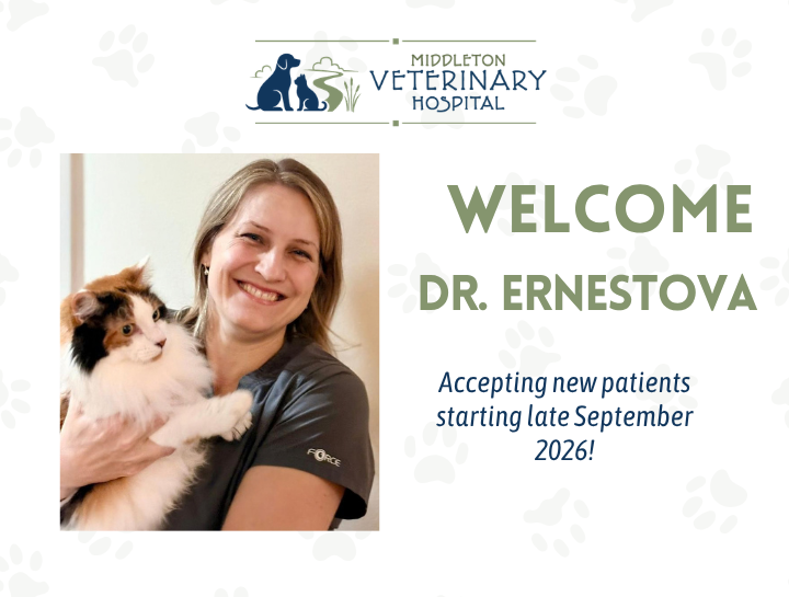 Welcome Dr. Ernestova to Middleton Veterinary Hospital!